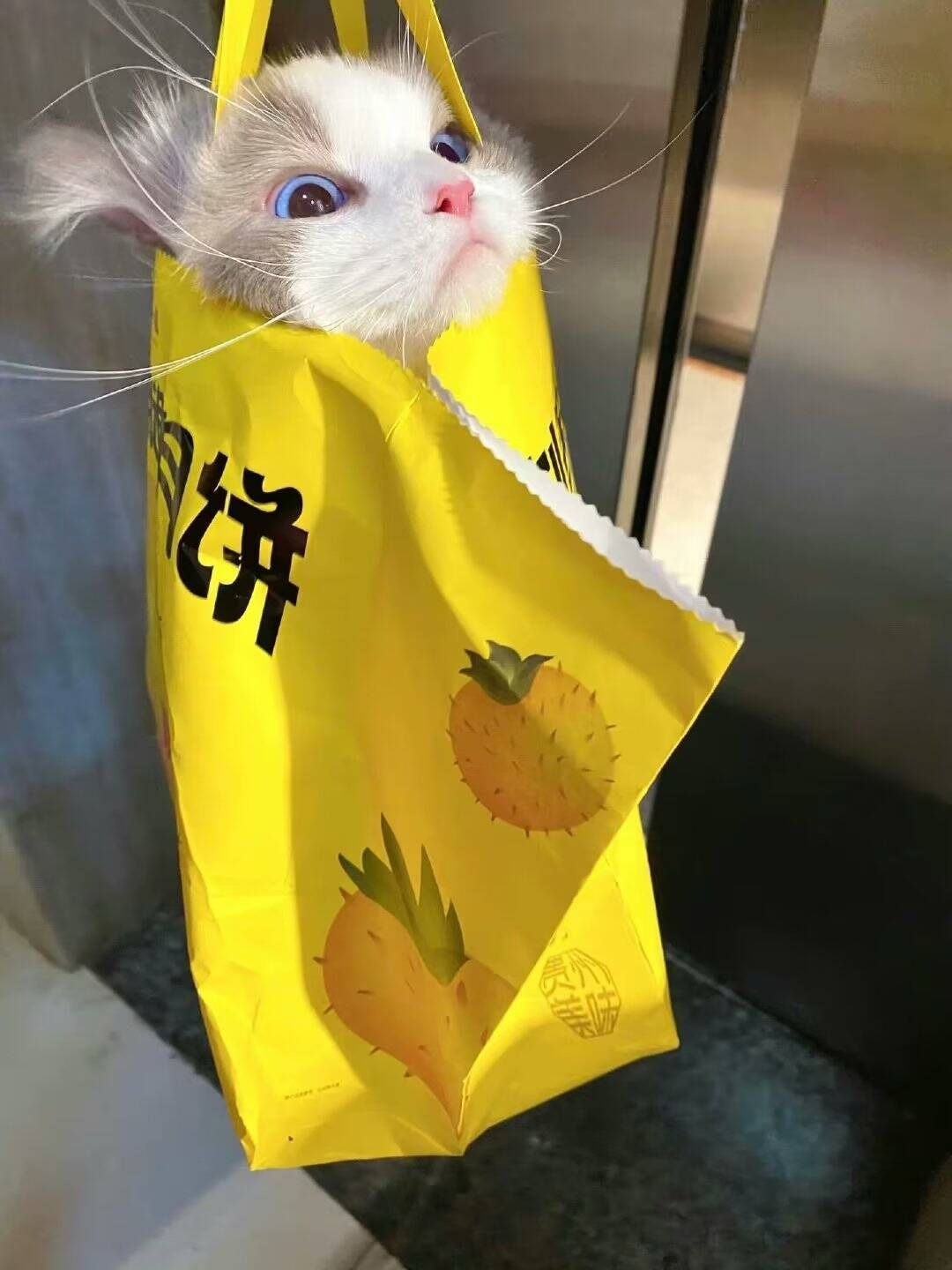 2025-04-20T07:22:25.png